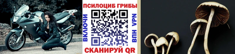 Галлюциногенные грибы MAGIC MUSHROOMS  купить  цена  Бокситогорск 